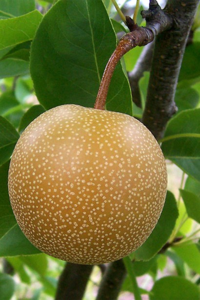 Груша азійська ‘Секуї’|Pyrus pyrifolia ‘Sequoi’|Груша азиатская ‘Секуи’